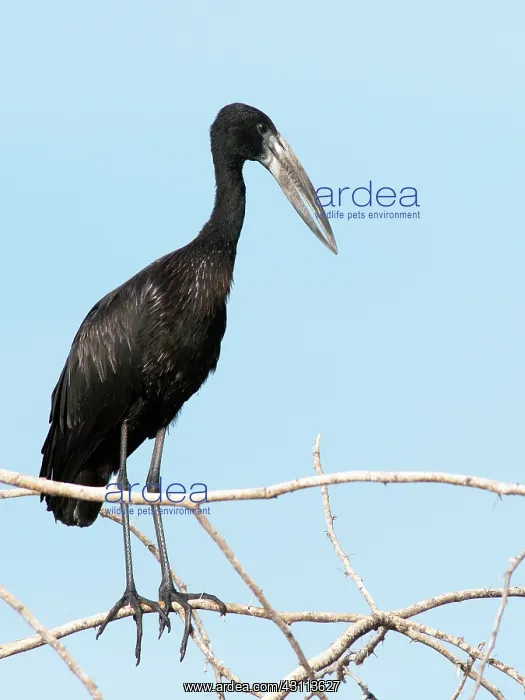 : African Openbill : African Openbill