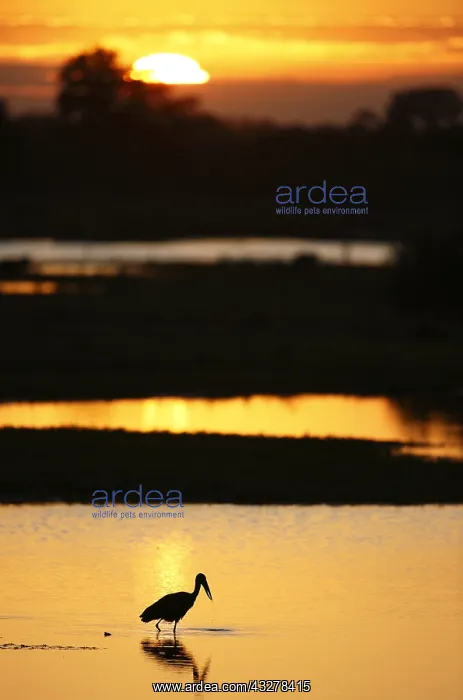 : African Openbill (Anastomus lamelligerus) forag : African Openbill (Anastomus lamelligerus) forag