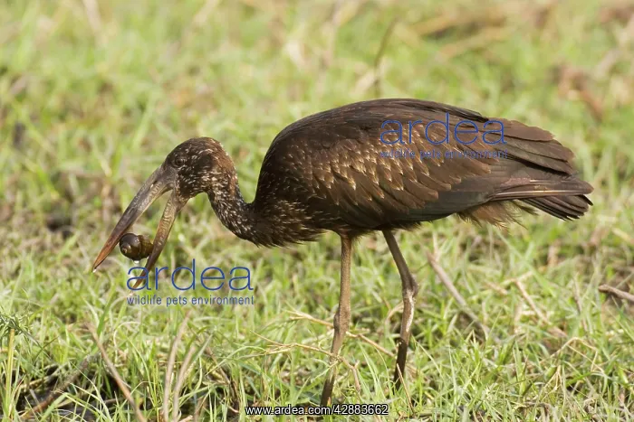 : African Openbill or Openbilled Stork - Has caught : African Openbill or Openbilled Stork - Has caught