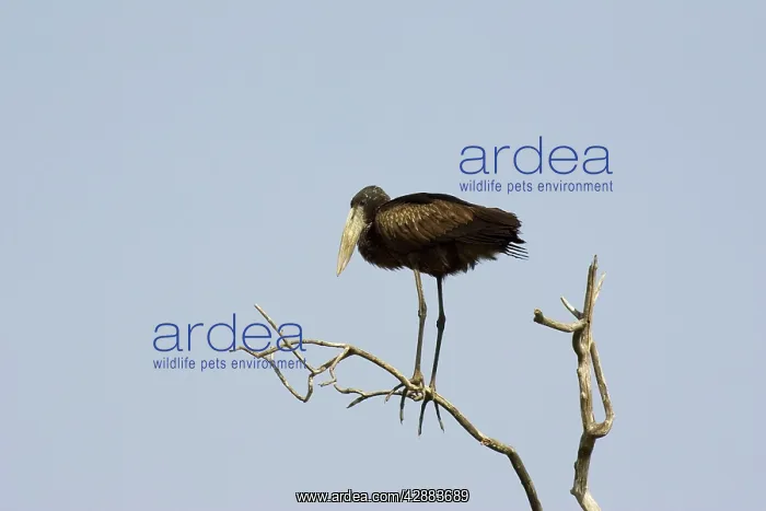 : African Openbill / Openbilled Stork - Immature : African Openbill / Openbilled Stork - Immature