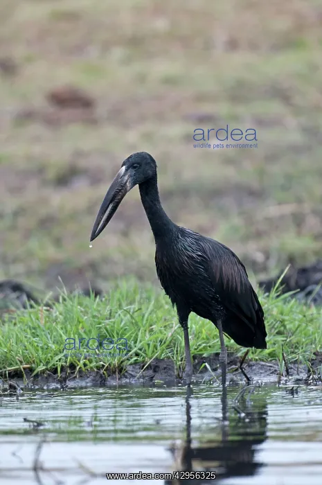 : African Openbill / Openbilled Stork - standing in water : African Openbill / Openbilled Stork - standing in water