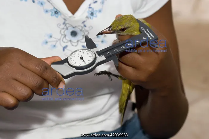 : African ornithologist measuring bird caught in mist net : African ornithologist measuring bird caught in mist net