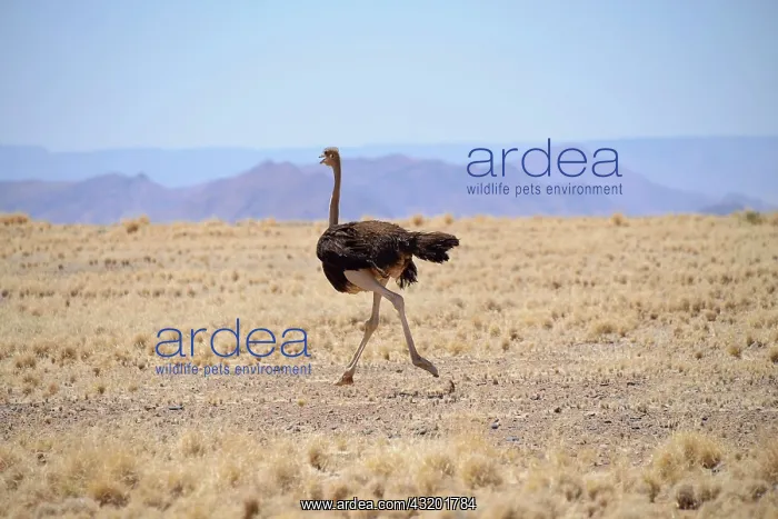 : African ostrich (Struthio camelus), Namibia, Africa : African ostrich (Struthio camelus), Namibia, Africa