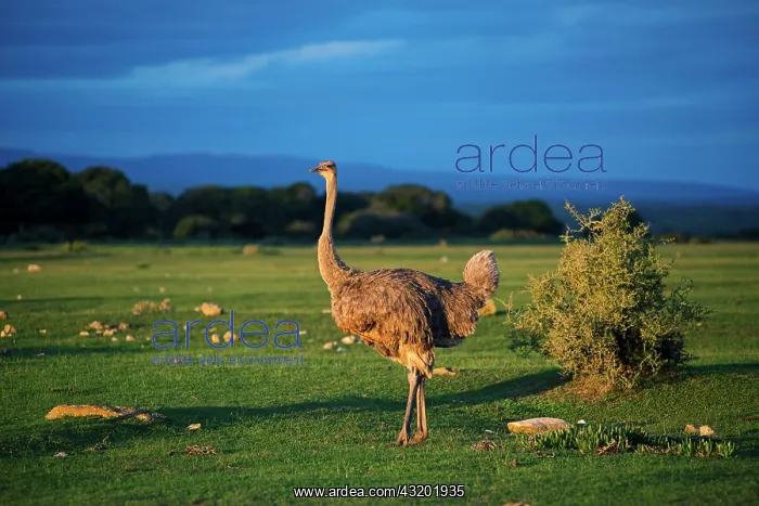 : African ostrich (Struthio camelus), De Hoop Nature : African ostrich (Struthio camelus), De Hoop Nature