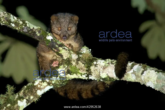 : African Palm Civet - adult on a tree branch : African Palm Civet - adult on a tree branch