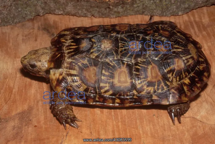 : African Pancake Tortoise : African Pancake Tortoise