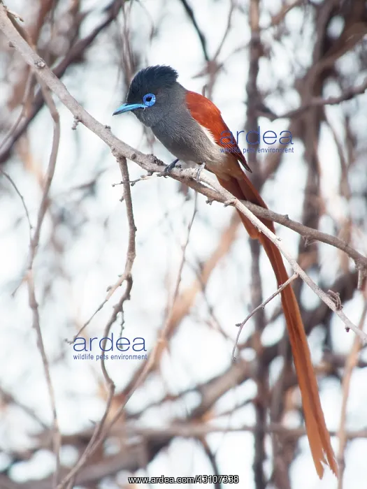 : African Paradise Flycatcher : African Paradise Flycatcher