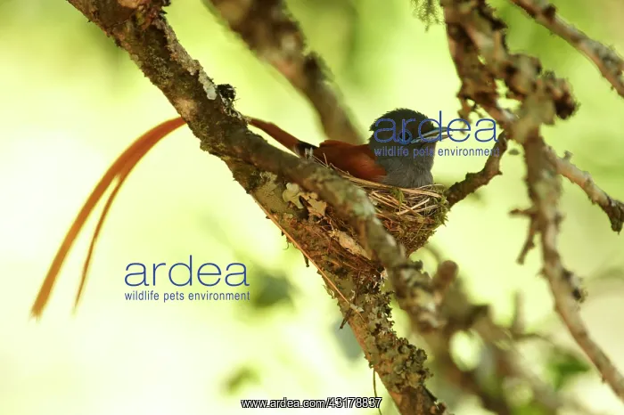 : African Paradise Flycatcher : African Paradise Flycatcher