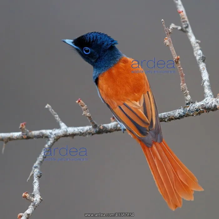 : African Paradise Flycatcher, African Paradise-Flycatcher : African Paradise Flycatcher, African Paradise-Flycatcher