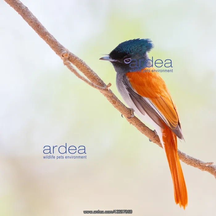 : African Paradise Flycatcher, African Paradise-Flycatcher : African Paradise Flycatcher, African Paradise-Flycatcher