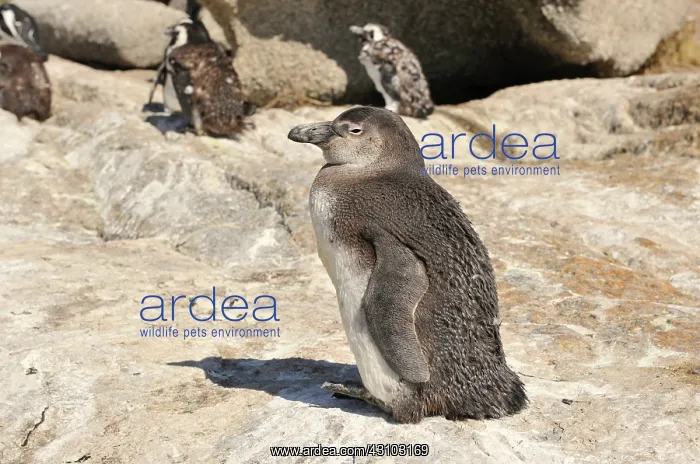 : African Penguin : African Penguin