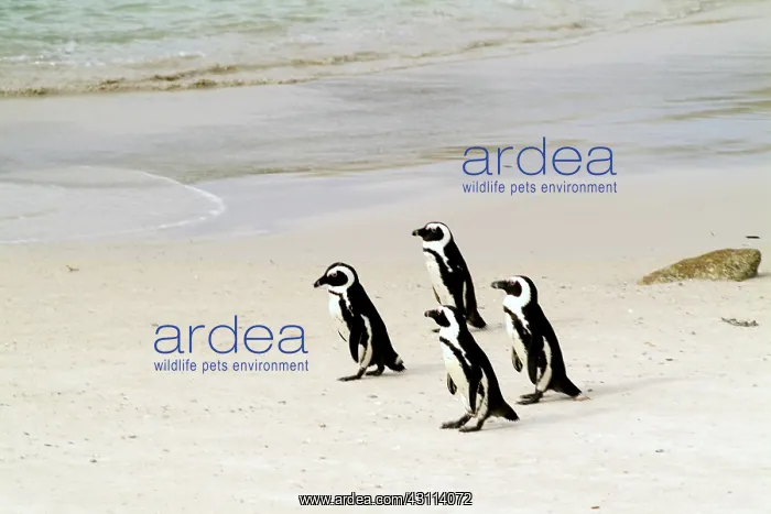 : African Penguin : African Penguin