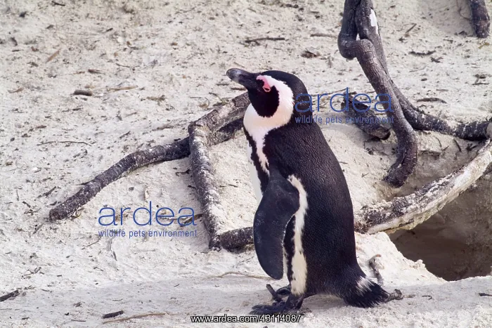 : African Penguin : African Penguin