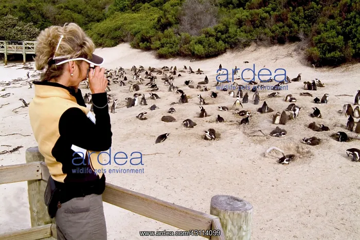 : African Penguin : African Penguin