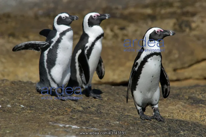 : African Penguin : African Penguin