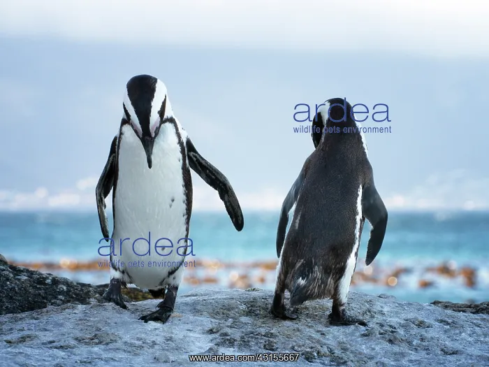 : African Penguin : African Penguin
