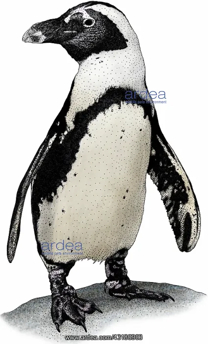 : African penguin : African penguin