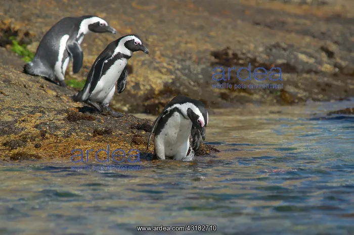 : African Penguin : African Penguin