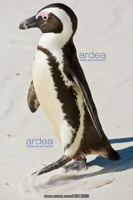 : African Penguin, formerly known as Jackass : African Penguin, formerly known as Jackass