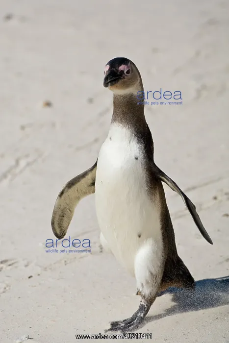  : African Penguin, formerly known as Jackass