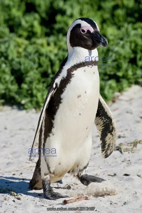 : African Penguin, formerly known as Jackass : African Penguin, formerly known as Jackass
