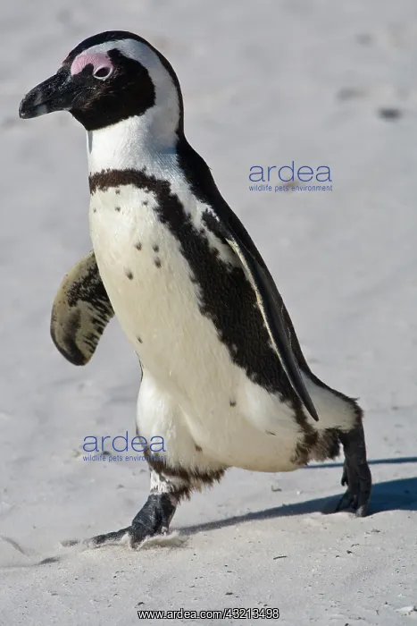  : African Penguin, formerly known as Jackass
