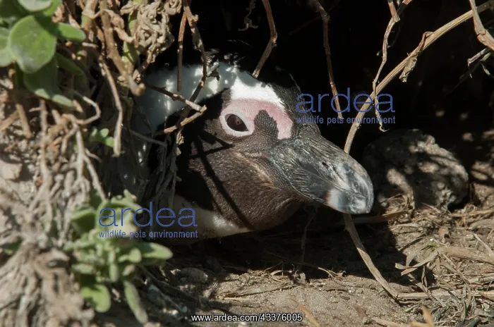 : African Penguin - nesting in hole in rookery - Boulders : African Penguin - nesting in hole in rookery - Boulders