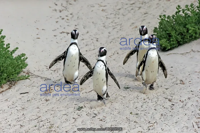 : African penguin (Spheniscus demersus), adult, group : African penguin (Spheniscus demersus), adult, group
