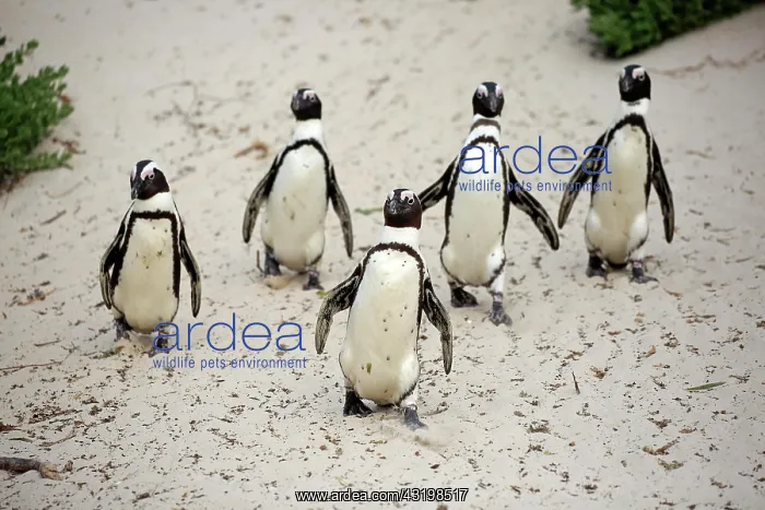 : African penguin (Spheniscus demersus), adult, group : African penguin (Spheniscus demersus), adult, group