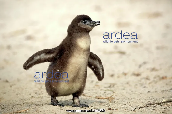 : African penguin (Spheniscus demersus), young animal : African penguin (Spheniscus demersus), young animal
