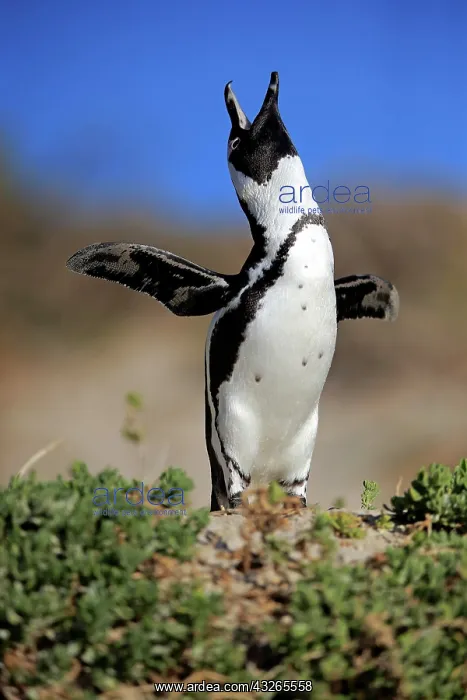 : African penguin (Spheniscus demersus), adult, calling : African penguin (Spheniscus demersus), adult, calling