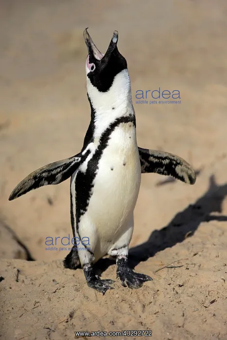  : African penguin (Spheniscus demersus), adult, calling