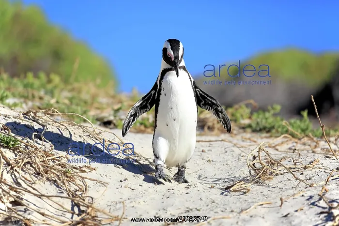 : African penguin (Spheniscus demersus), adult, walking : African penguin (Spheniscus demersus), adult, walking