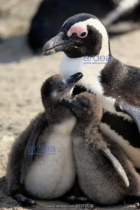 : African penguin (Spheniscus demersus), adult, juvenile : African penguin (Spheniscus demersus), adult, juvenile