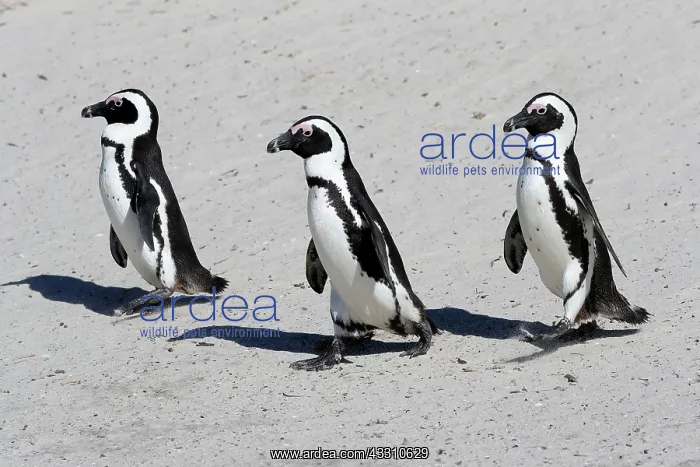 : African penguin (Spheniscus demersus), adult, group : African penguin (Spheniscus demersus), adult, group