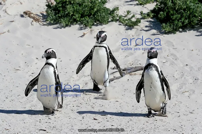: African penguin (Spheniscus demersus), adult, group : African penguin (Spheniscus demersus), adult, group