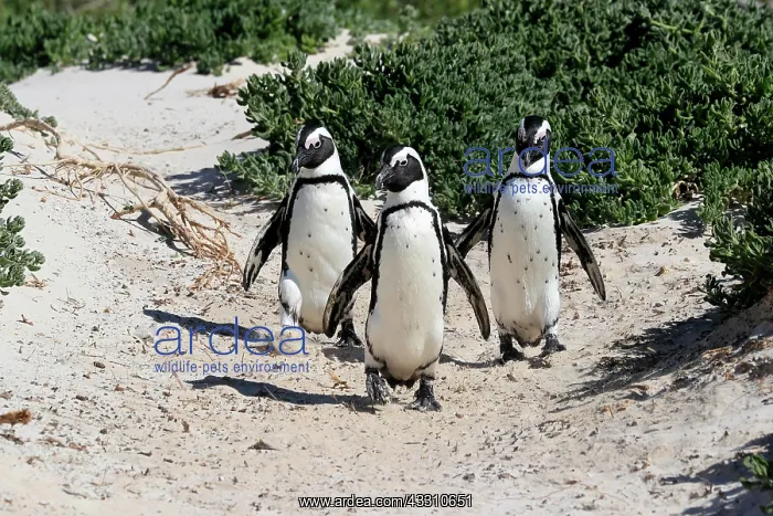 : African penguin (Spheniscus demersus), adult, group : African penguin (Spheniscus demersus), adult, group