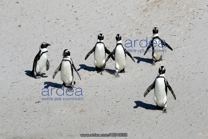 : African penguin (Spheniscus demersus), adult, group : African penguin (Spheniscus demersus), adult, group