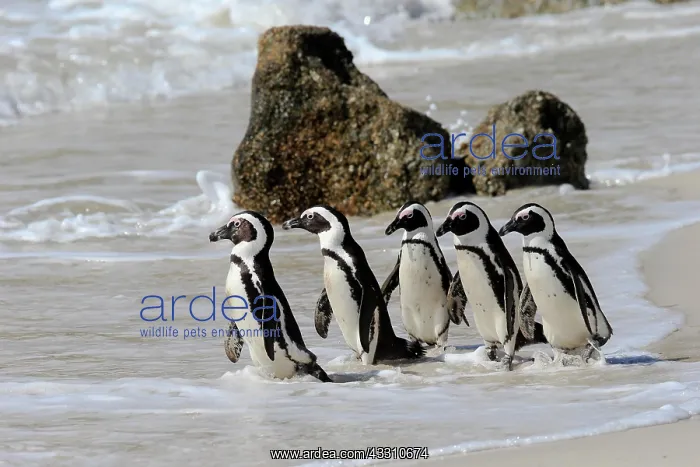  : African penguin (Spheniscus demersus), adult, group