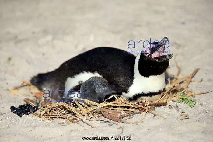 : African penguin (Spheniscus demersus), adult, breeding : African penguin (Spheniscus demersus), adult, breeding