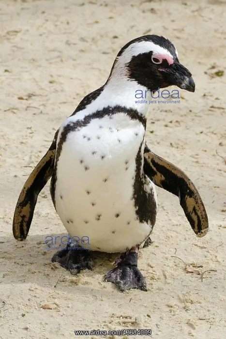 : African penguin (Spheniscus demersus), Captive, North Rhine- : African penguin (Spheniscus demersus), Captive, North Rhine-