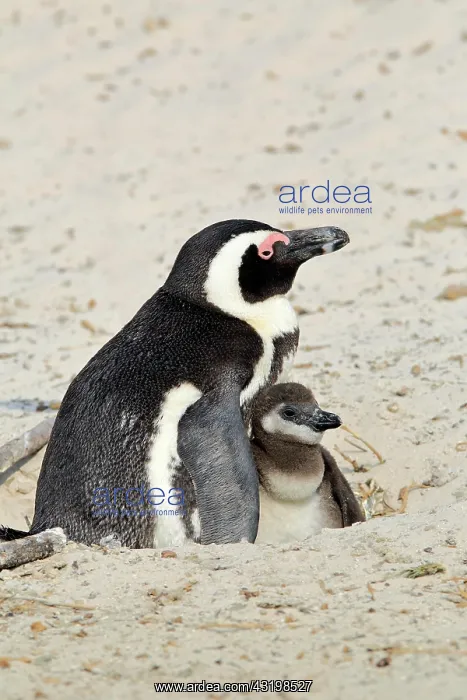 : African penguin (Spheniscus demersus), adult, with : African penguin (Spheniscus demersus), adult, with