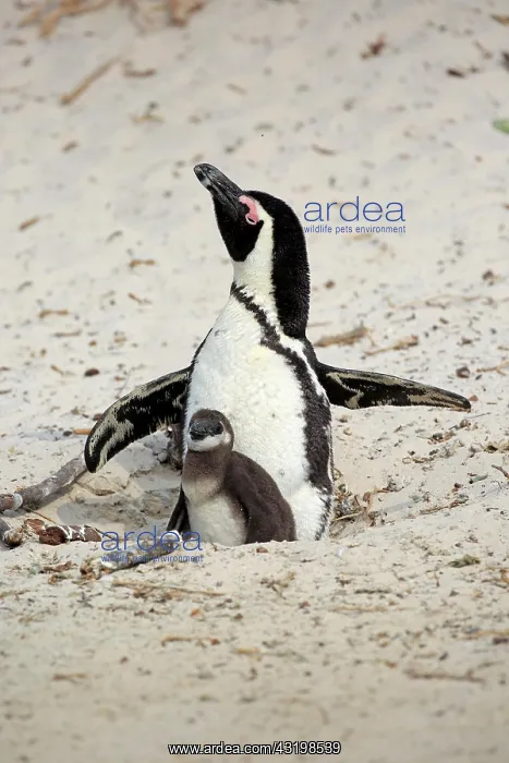 : African penguin (Spheniscus demersus), adult, with : African penguin (Spheniscus demersus), adult, with