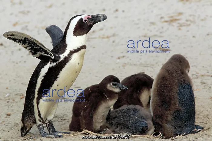 : African penguin (Spheniscus demersus), adult, with : African penguin (Spheniscus demersus), adult, with