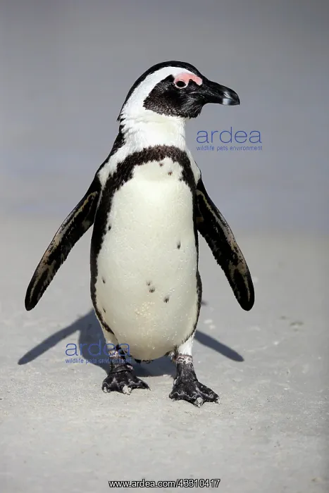 : African penguin (Spheniscus demersus), adult, on : African penguin (Spheniscus demersus), adult, on