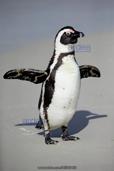 : African penguin (Spheniscus demersus), adult, on : African penguin (Spheniscus demersus), adult, on