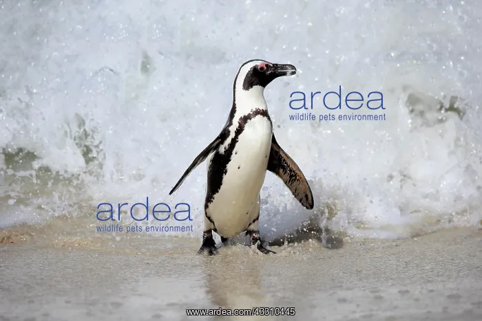 : African penguin (Spheniscus demersus), adult, on : African penguin (Spheniscus demersus), adult, on