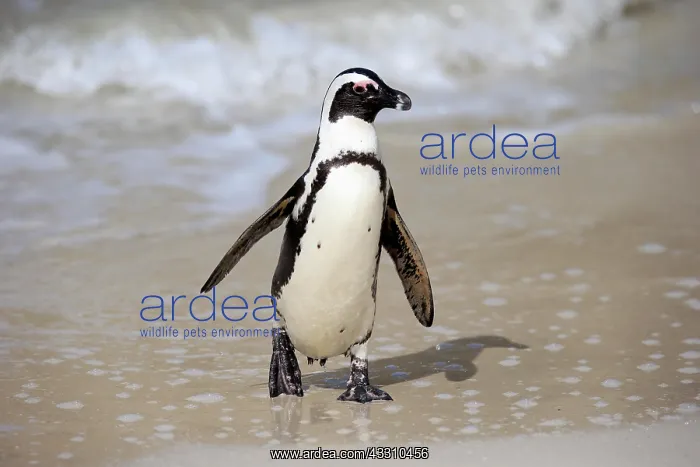 : African penguin (Spheniscus demersus), adult, on : African penguin (Spheniscus demersus), adult, on