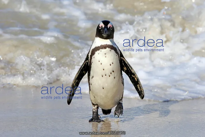 : African penguin (Spheniscus demersus), adult, on : African penguin (Spheniscus demersus), adult, on