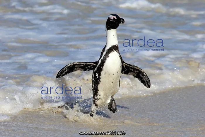 : African penguin (Spheniscus demersus), adult, on : African penguin (Spheniscus demersus), adult, on